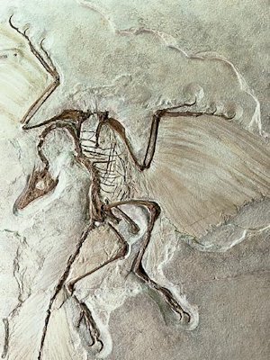 Archaeopteryx fossil