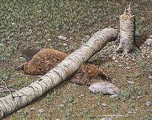 Beaver killed by fallen tree