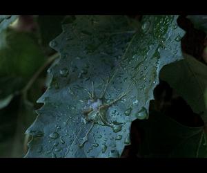 some hot gelatinous goo alien-on-plant action in 1978's Invasion of the Body Snatchers