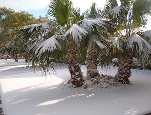 Snow in Florida