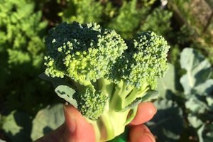 Broccoli