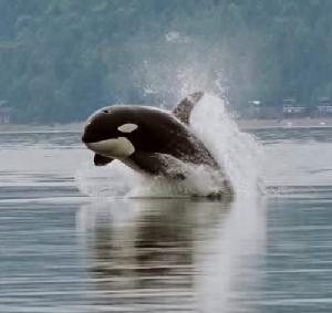 Killer Whale