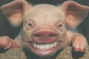 Creepy smiling pig