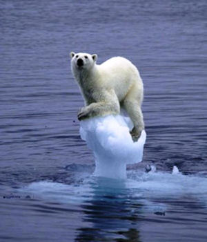 A polar bear on a tiny iceberg