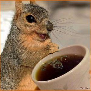 Squirrel with coffee