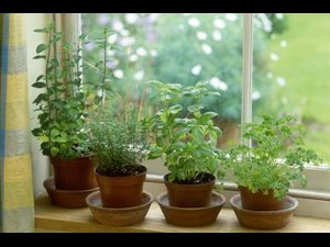 Herbs in the window